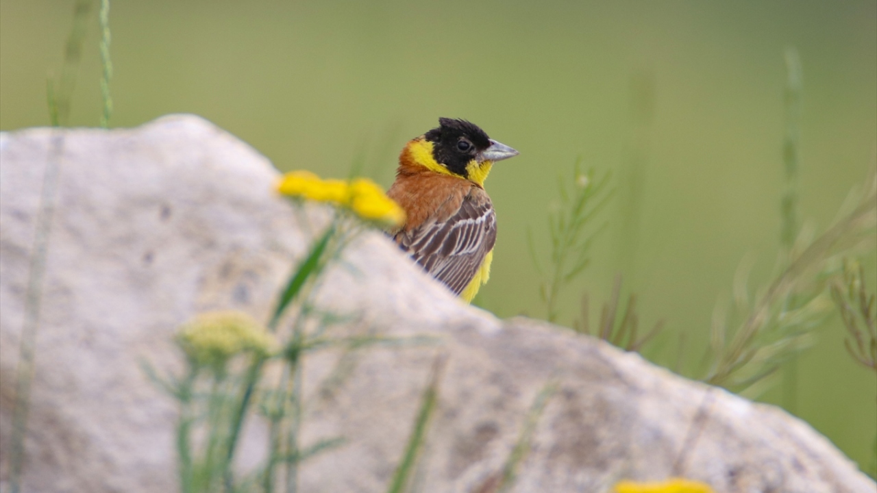 Fotoğrafta kara başlı kiraz kuşu görülüyor.