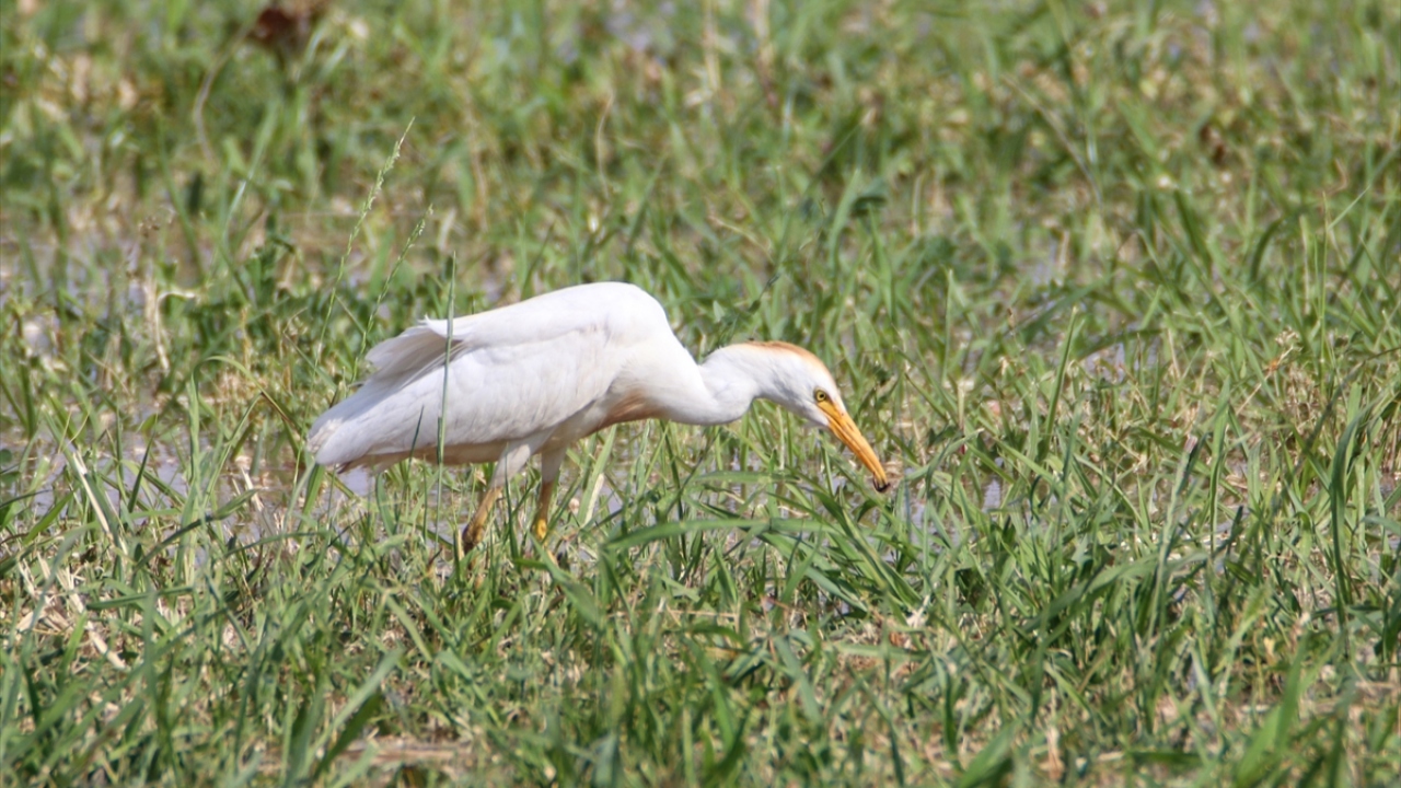 Fotoğrafta sığır balıkçılı görülüyor.