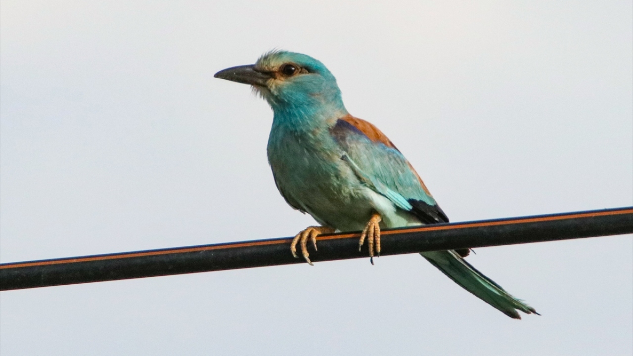 Fotoğrafta gök kuzgunu görülüyor.
