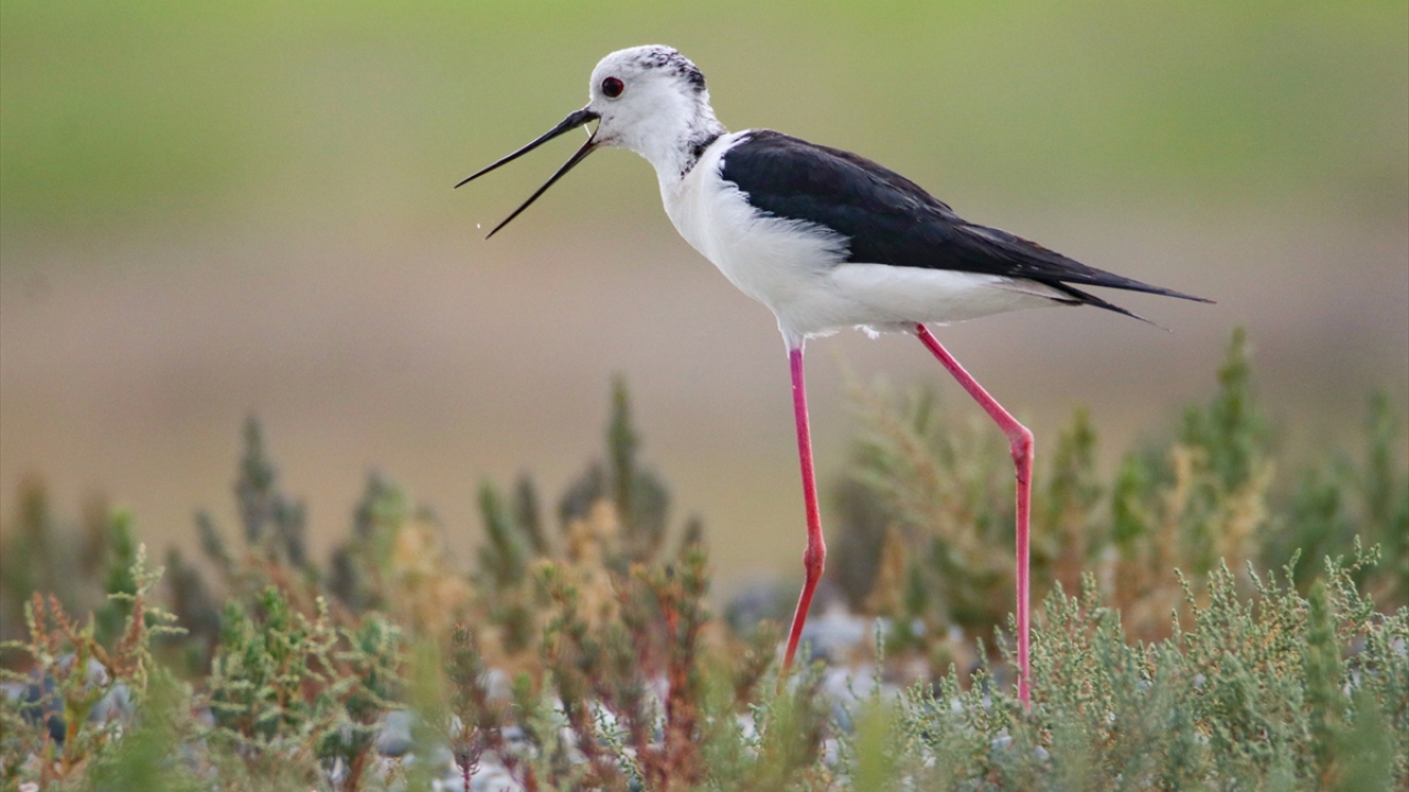 Fotoğrafta bayağı uzunbacak görülüyor.