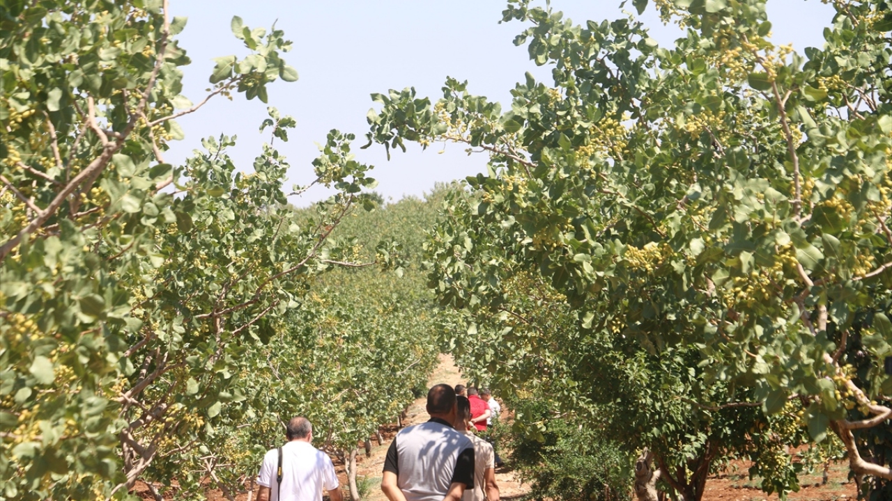 Tarım ve Orman İl Müdürlüğü bünyesindeki 7 ekipten oluşan 40 personel, 15 gün sürecek rekolte tahmin çalışmalarına Gökçebağ mevkisindeki fıstık bahçesinden başladı.