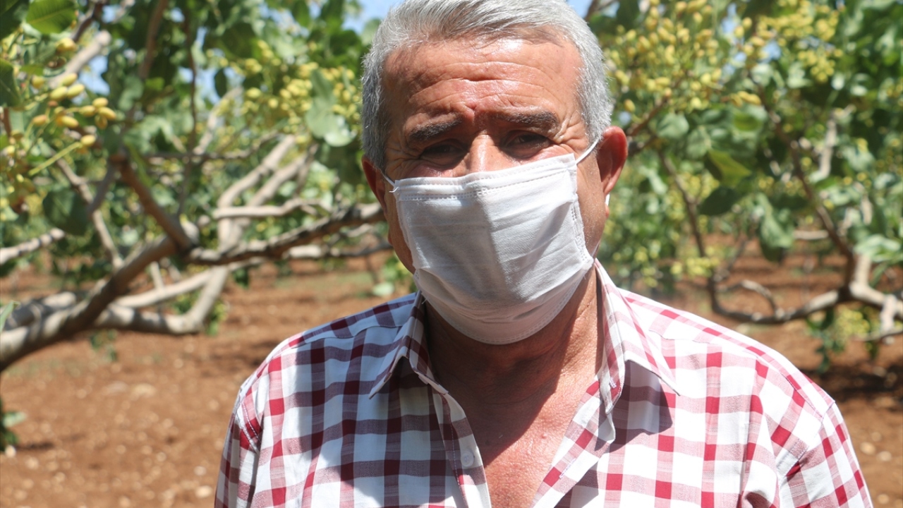 Fıstık üreticisi Osman Oysal da son 10 yılın en yüksek verimini alacaklarını düşündüklerini belirterek "Geçen yıl ağaçlardaki hastalık nedeniyle iyi verim alamadık ancak bu yıl çok iyi verim bekliyoruz." dedi.