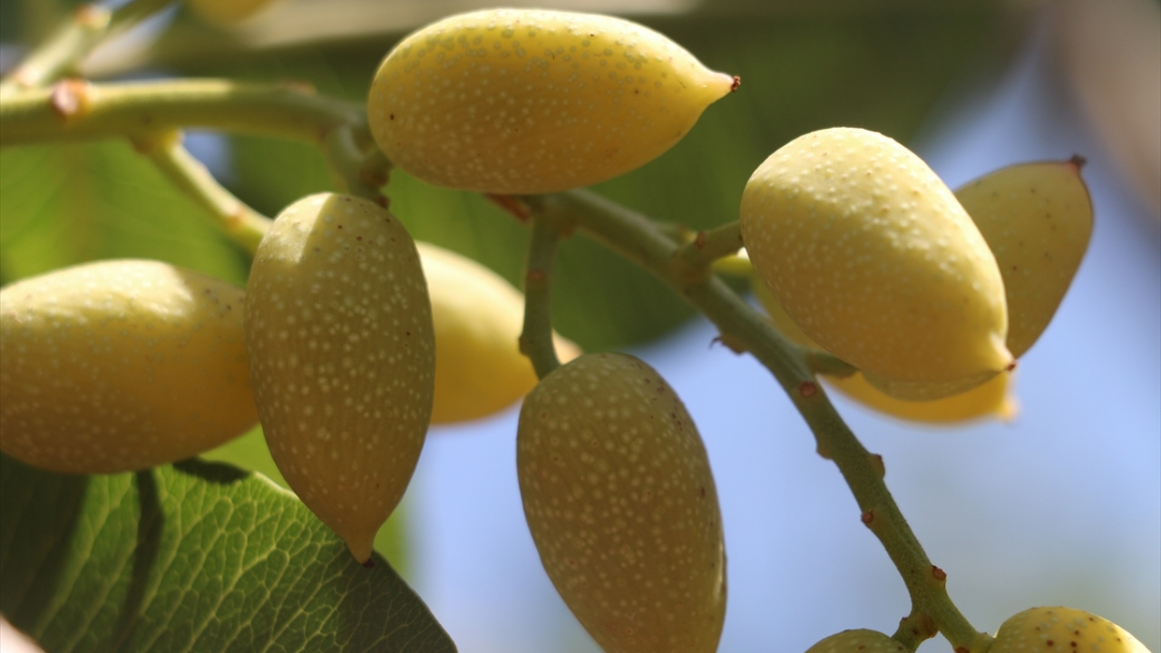 Koordinasyon ve Tarımsal Veriler Şube Müdürü Mehmet Seven, yaptığı açıklamada, çalışmaların eş zamanlı olarak merkez ve ilçelerdeki 200 bahçede yapılacağını belirtti.