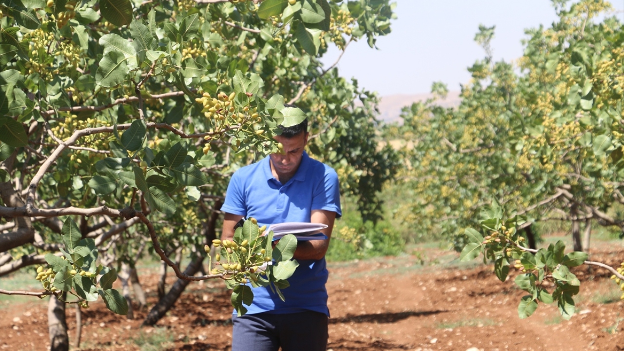 Tahmini rekoltenin Bakanlık tarafından kamuoyuna açıklanacağını ifade eden Seven, şöyle konuştu: