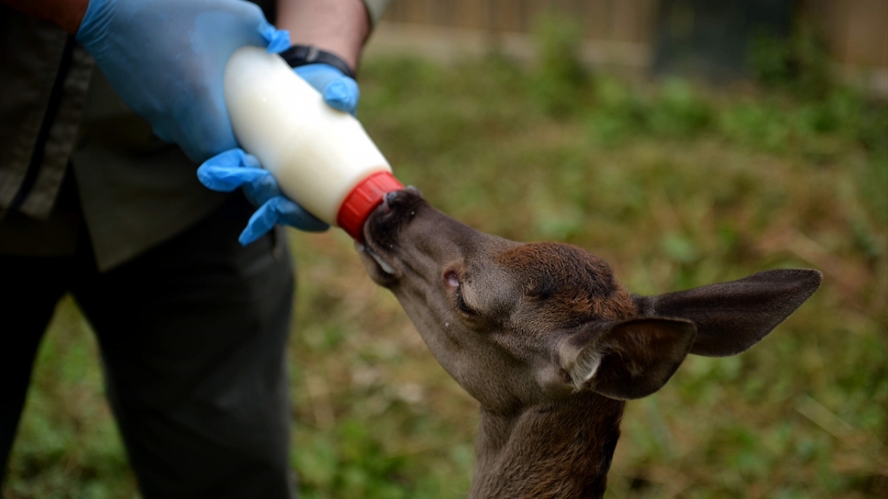 Başyiğit, "Halbuki anne, yavrusunu asla bırakmaz, sadece otlanmak için bir süre yanından ayrılır." dedi. 