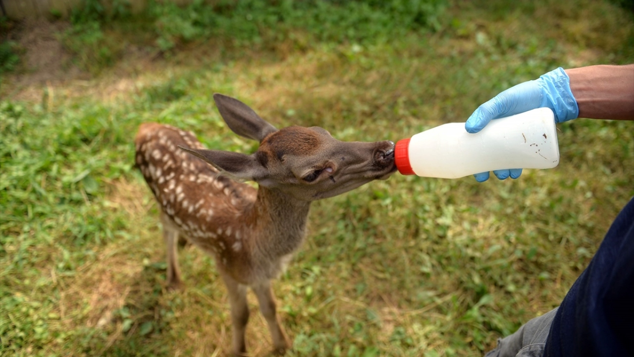 "Yaralı olmadıkça dokunmasınlar" 