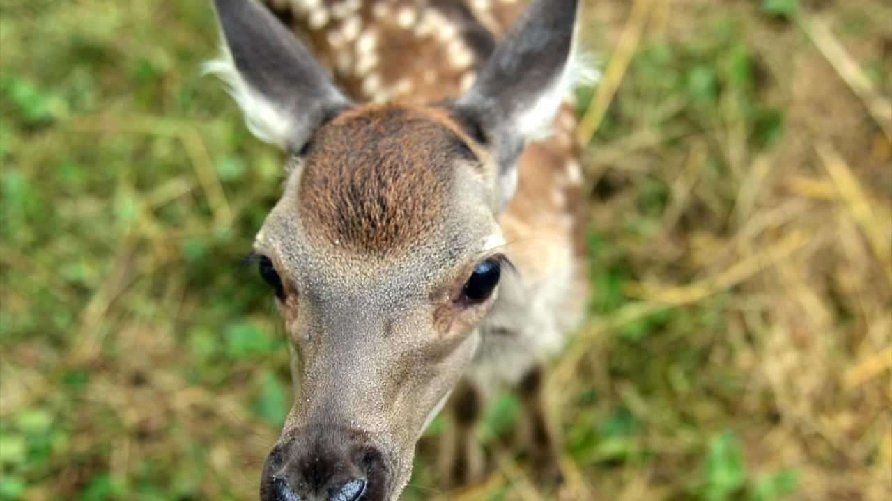 Başyiğit, kayıpların kendileri için acı verici olduğunu belirterek, hayatta kalan yavruların da bir daha doğal yaşama uyum sağlamasının çok zor olduğunu vurguladı.