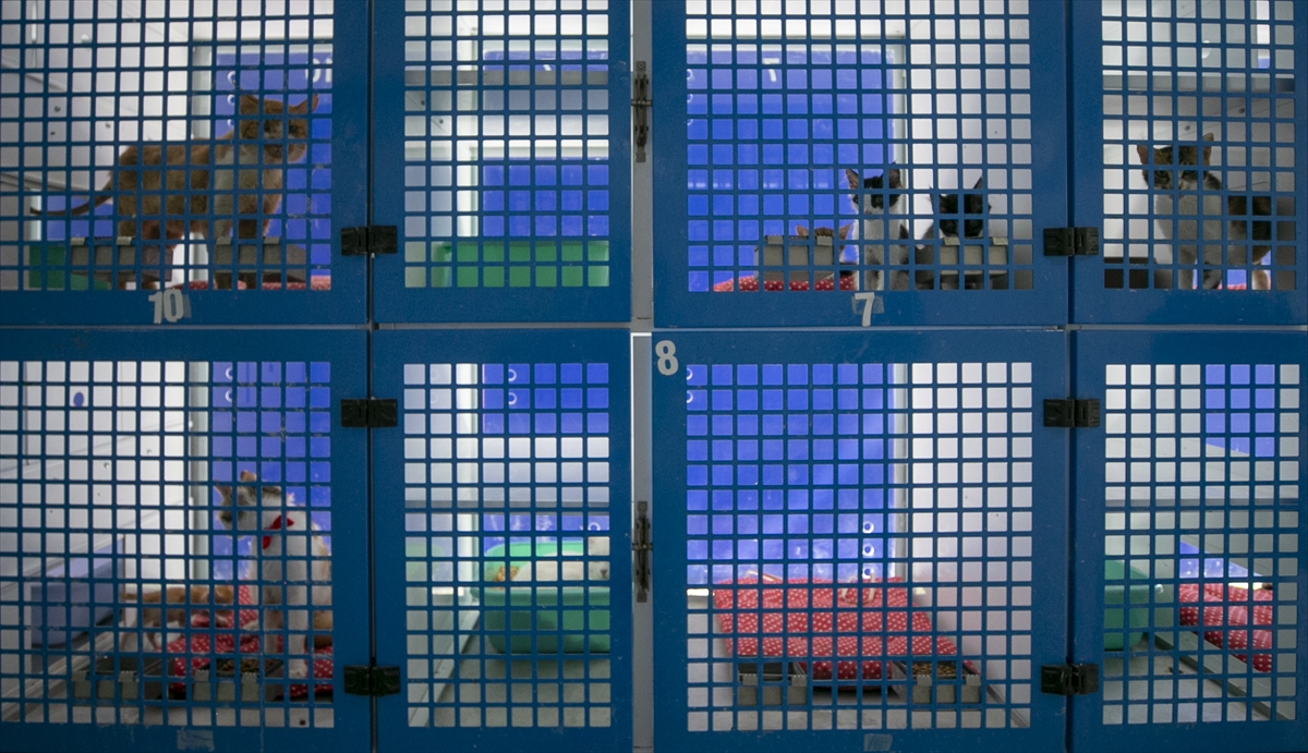 Konyaaltı Belediyesi Sokak Hayvanları Sağlık ve Rehabilitasyon Merkezi’nde hayata geçirilen proje kapsamında anne kediler kırmızı kurdelelerle de süsleniyor.