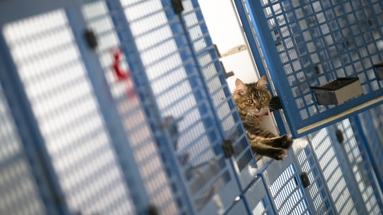 Merkez yetkilileri yapılan düzenleme sayesinde vatandaşların ilgisini çeken kedilerin günlük sahiplenme sayısını 5’ten 24’e çıkardı. 