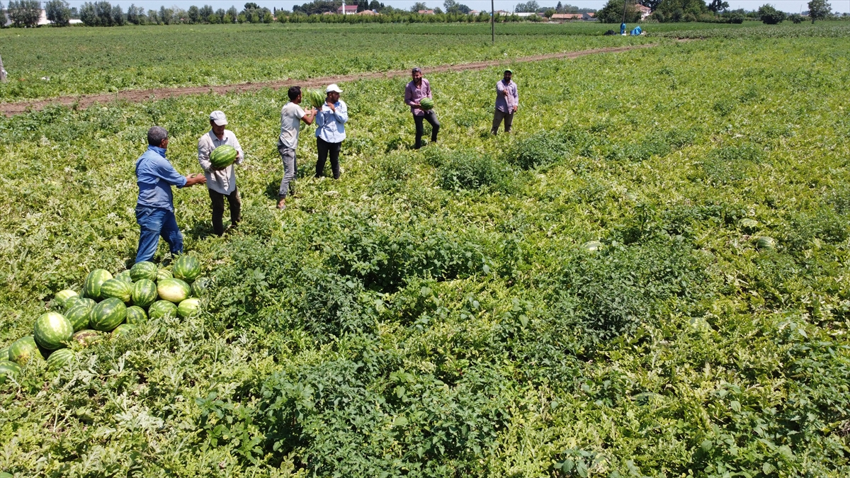 "İyi tarım uygulaması" ile üretilen Bafra karpuzunun kilogramı ortalama 1 liradan satılıyor.