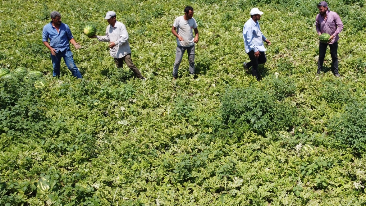 Bu yıl 189 bin tona ulaşması beklenen karpuz rekoltesiyle Bafra Ovası`nda üreticiler yüz güldüren bir sezona başlarken sezonun ilk hasadı drone ile havadan görüntülendi.