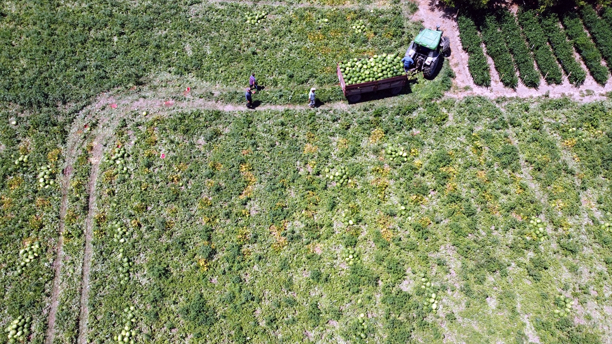 Bafra Ziraat Odası Başkanı Osman Tosuner, yüzde 95 tatlılık oranına sahip Bafra karpuzunun, aroması ve lezzeti ile ön plana çıktığını söyledi.