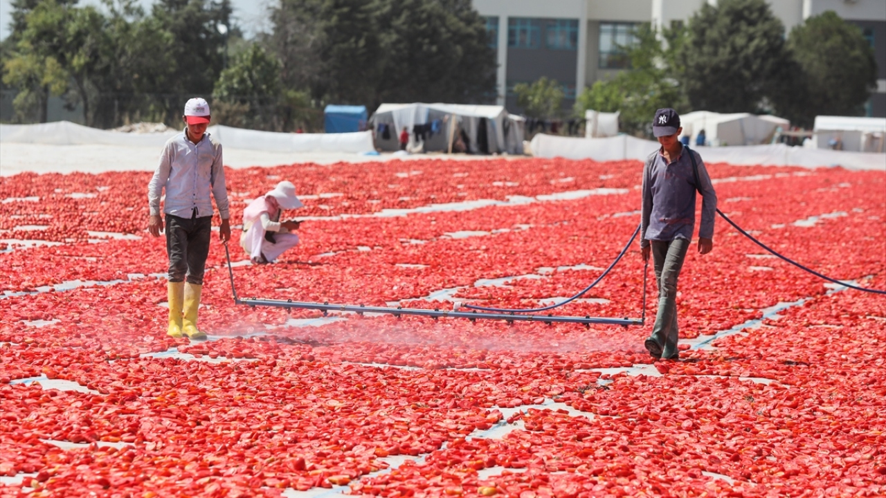 Beyaz örtü üzerine dağıtılan domatesleri tek tek ortadan ikiye kesen işçiler, serme işlemini de gerçekleştiriyor. 