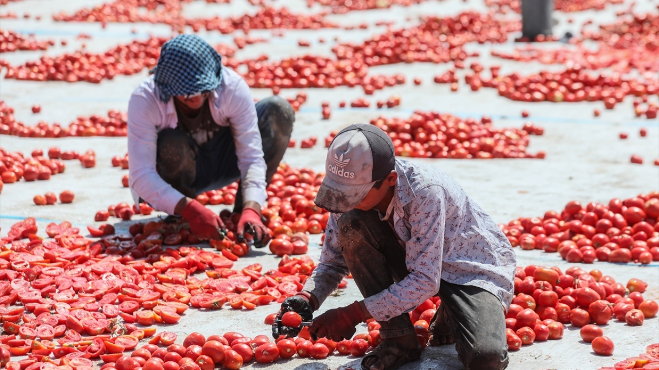 Torbalı`da 400 bin tonun üzerinde domates yetiştiriliyor 