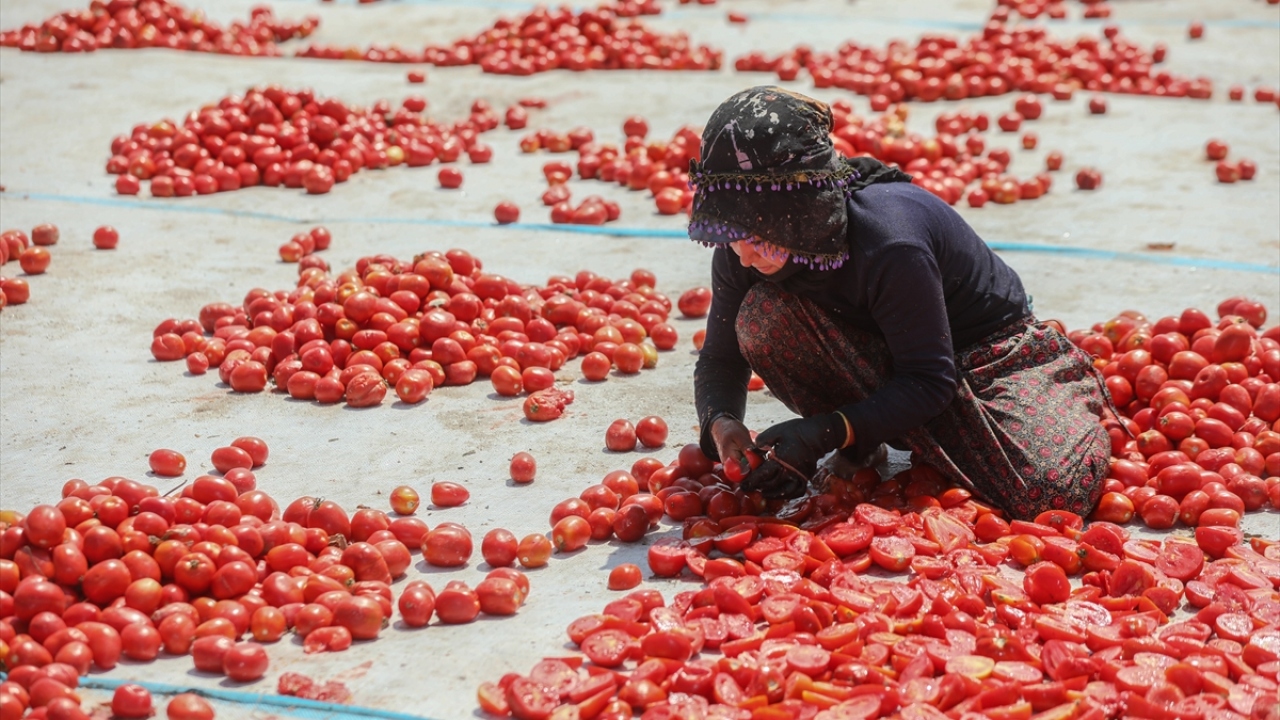 Yaklaşık 13 kilogram domatesten 1 kilogram kurutulmuş domates elde edildiğini anımsatan Olgun, Torbalı`nın bu alanda hızla geliştiğini belirtti. 
