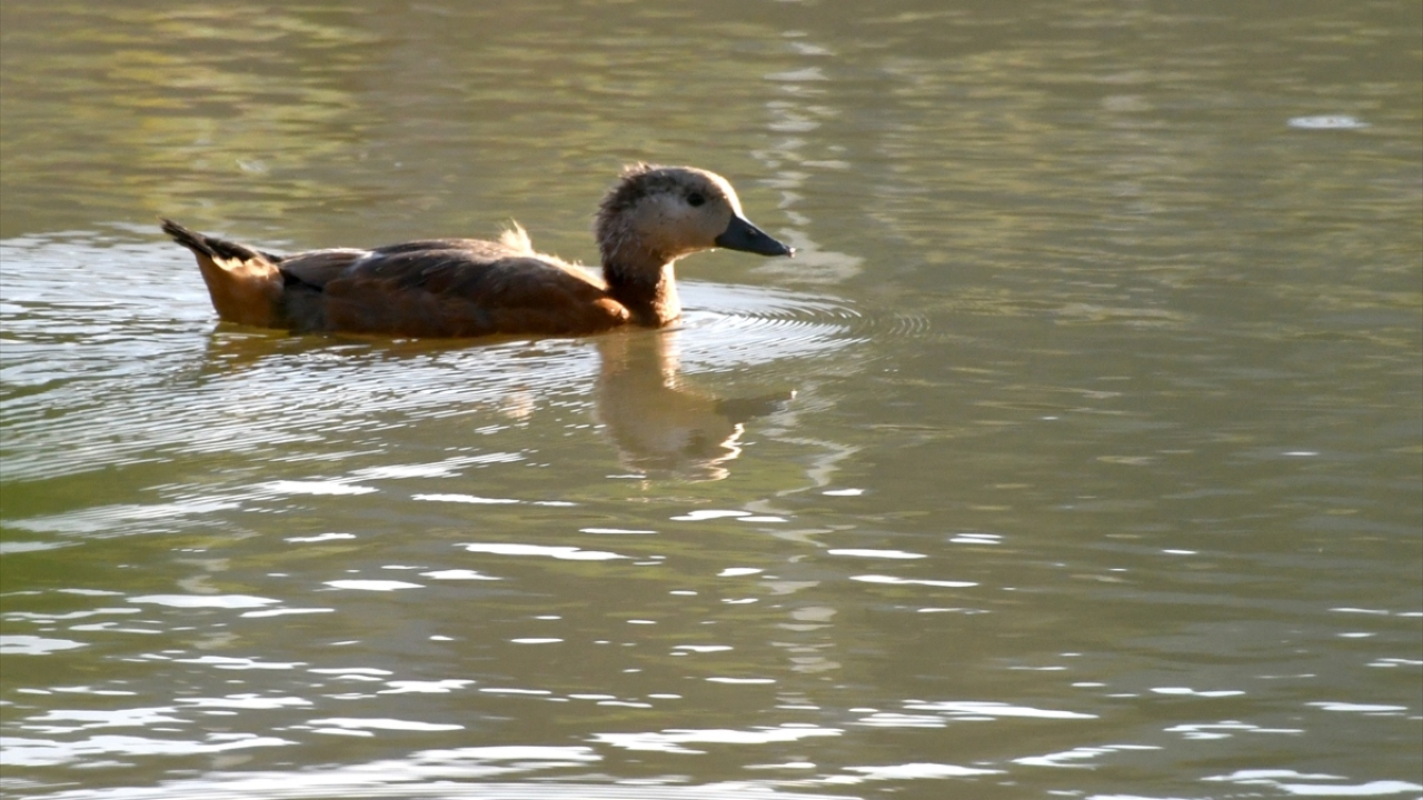 Türkiye`nin en yüksek yerleşim birimlerinden olup en uzun kış mevsiminin yaşandığı 2 bin 150 rakımlı Kars`ın Sarıkamış ilçesinde hava sıcaklığı 30 dereceye ulaştı.