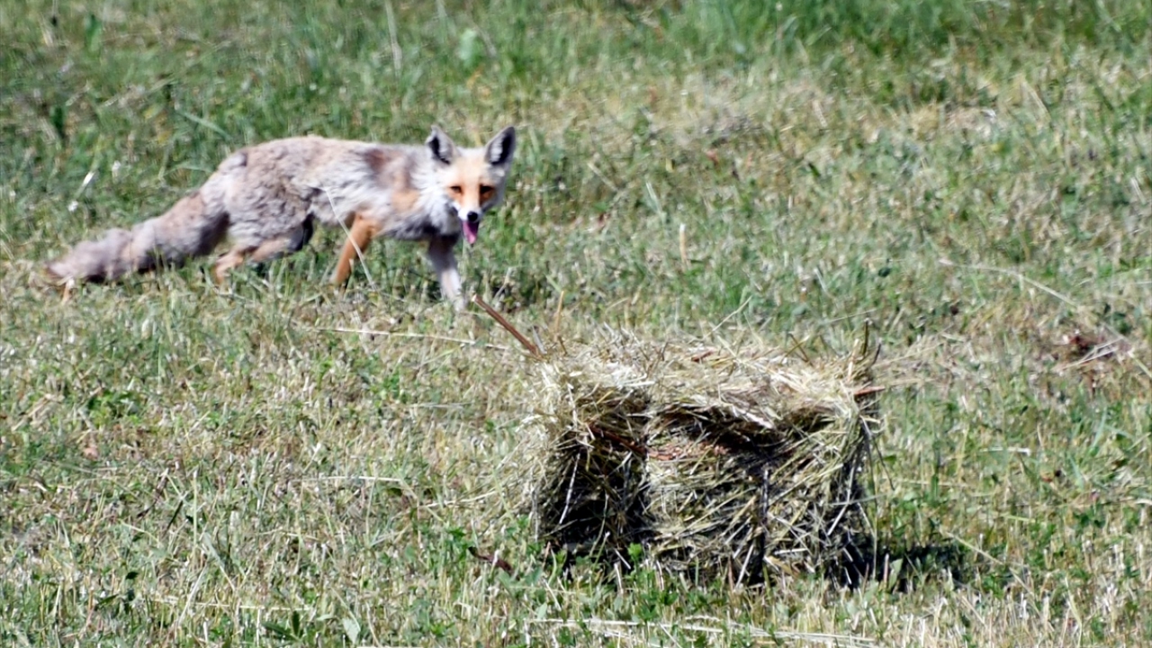 Sıcaktan etkilenen kuşlar sık sık suya girerek serinlerken tilkilerin sıcağa rağmen çayırlık alanlardaki fare avı ilgi çekti.