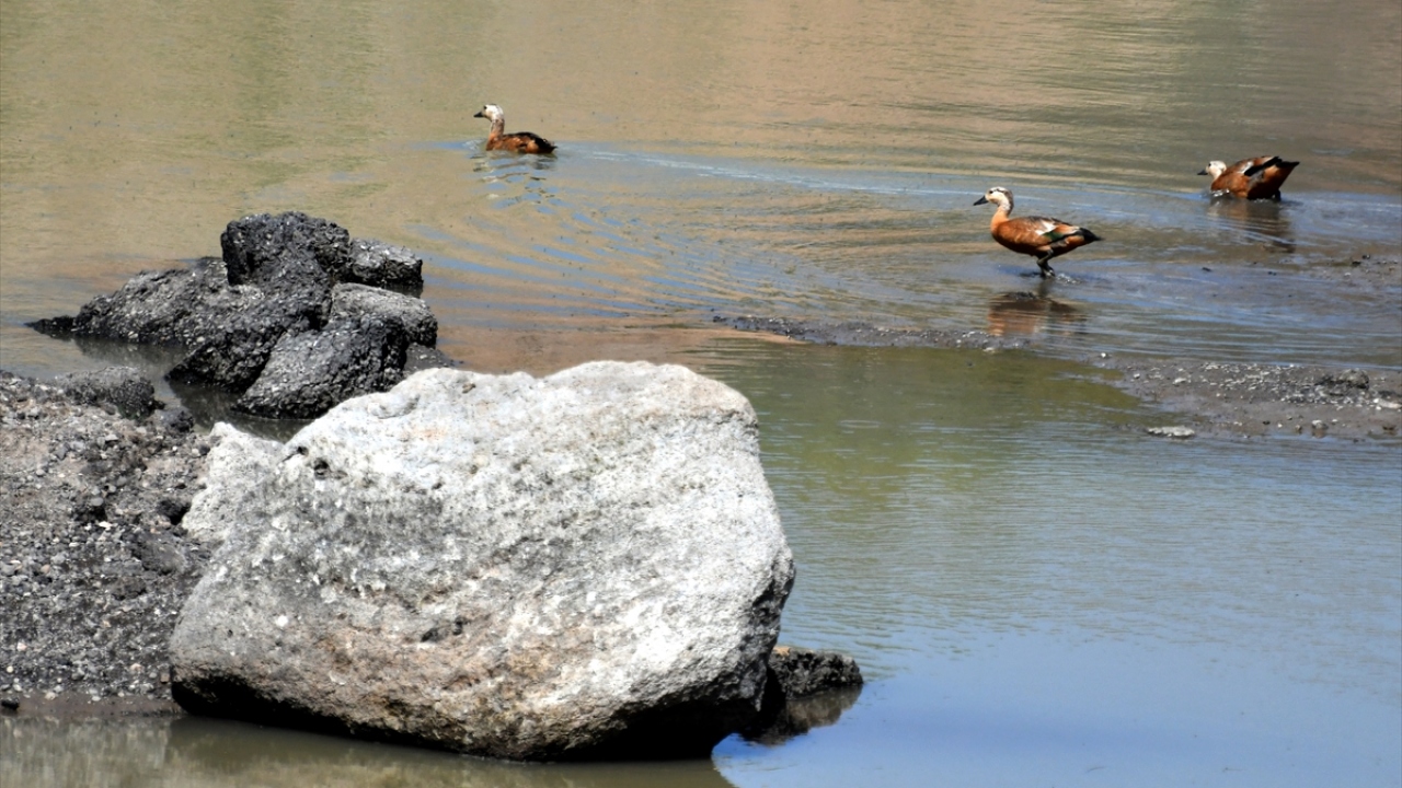 Sarıçam ormanlarıyla birçok yaban hayvanına barınma imkanı sunan bölgede sıcak havadan etkilenen angut, balıkçıl, ördek ve diğer kuşlar, dere ve göletleri mesken tuttu.