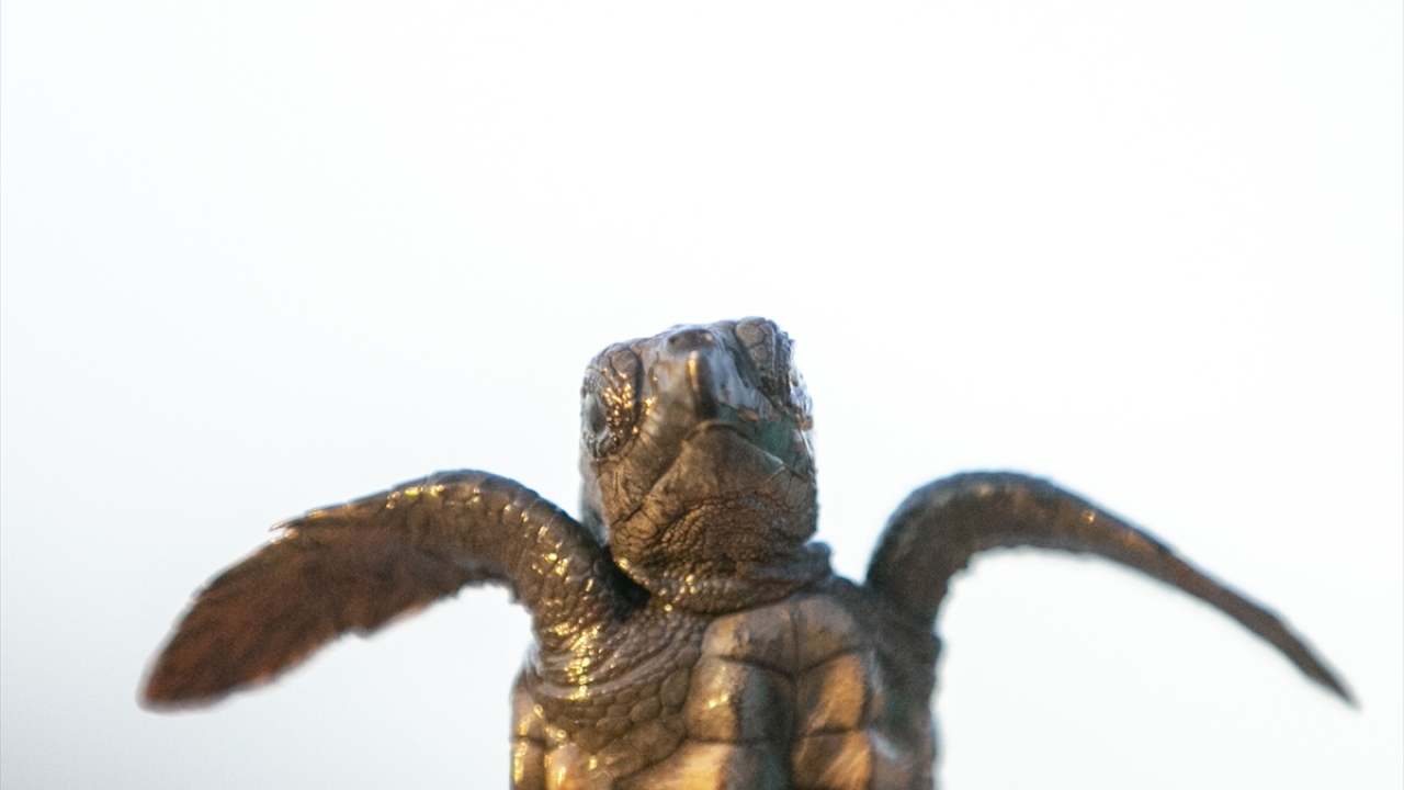 Sabahın erken saatlerinde görevlilerce açılan yuvadan çıkan 6 caretta caretta yavrusu, denizle buluştu. 