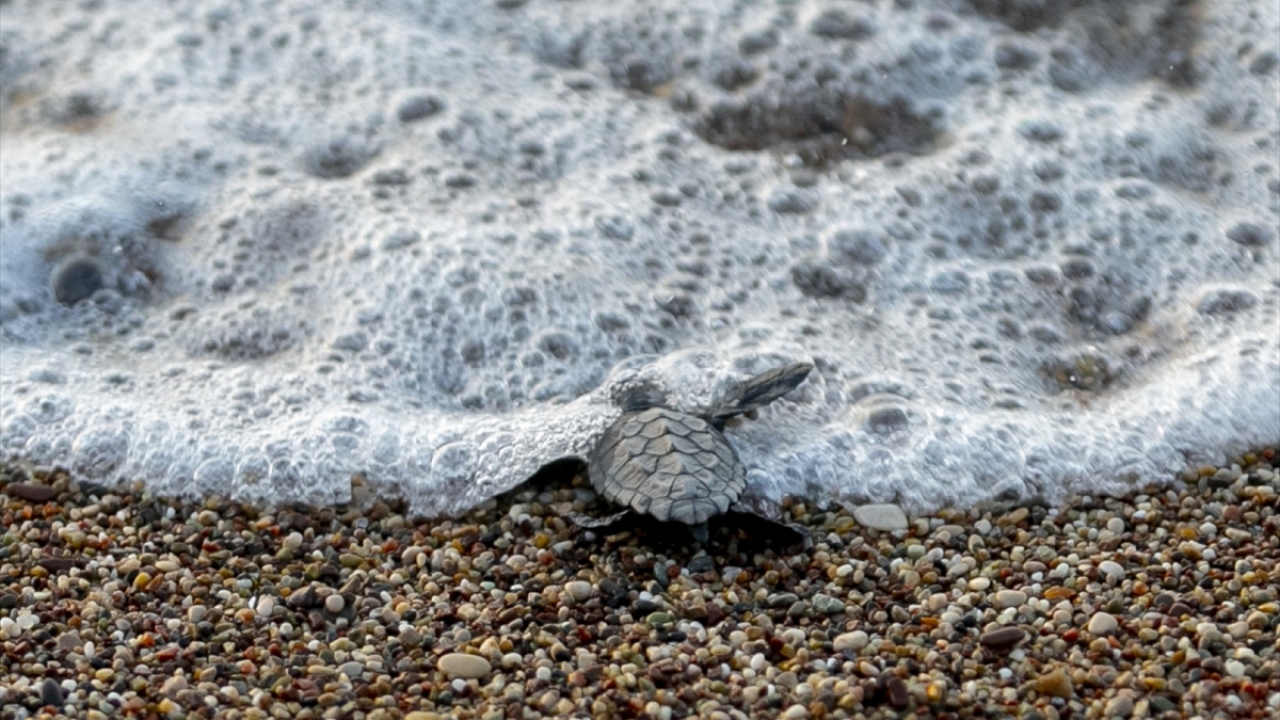 Yuvadan gece saatlerinde de çok sayıda yavrunun denize ulaştığı belirlendi.
