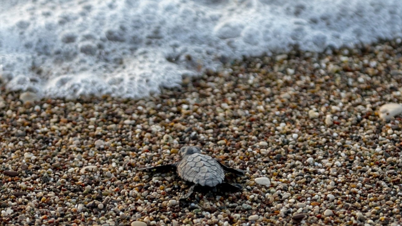 Doğa Koruma ve Milli Parklar 6`ncı Bölge Müdürü Rıza Kamil, Çıralı`nın Türkiye`deki 21 caretta caretta üreme kumsalından biri olduğunu söyledi.