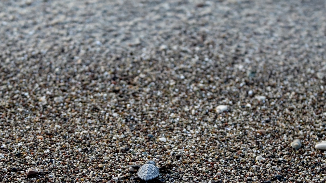 Antalya`da caretta carettaların yuva yaptığı 9 sahil olduğunu dile getiren Kamil, Çıralı`daki ilk yuvanın 19 Mayıs`ta tespit edildiğini ve 2 aylık kuluçka süresinin ardından yavru çıkışlarının başladığını belirtti.