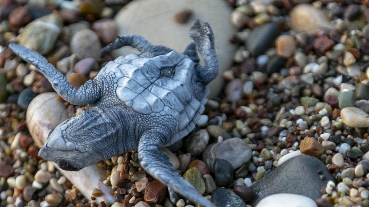 Yuvalardan çıkamayan yavruların da görevliler yardımıyla denize ulaştırıldığını anlatan Kamil, şöyle konuştu: