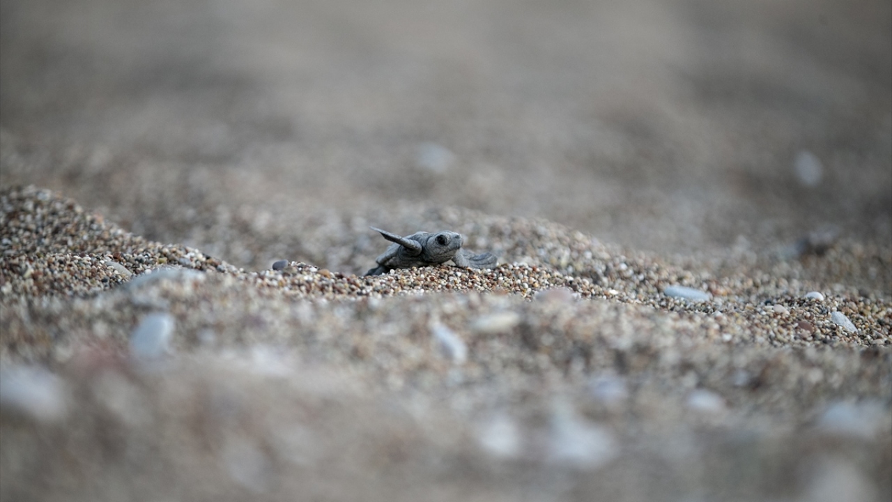 Kemer Belediye Başkanı Necati Topaloğlu da bölgede belediyenin 4 personelini görevlendirdiğini aktardı.