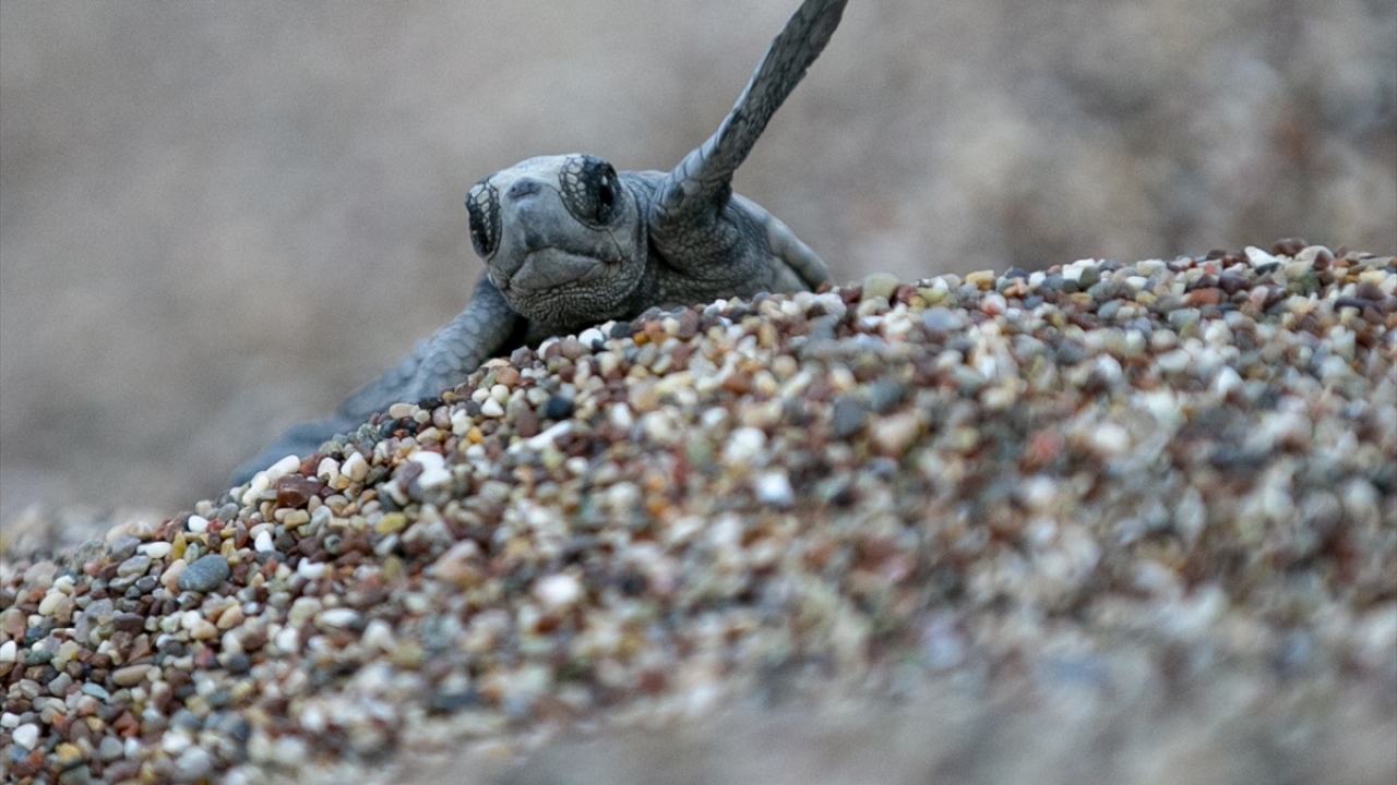 Bu personellerin gönüllülerle birlikte caretta carettaların yaşam alanlarını koruma altına aldığını ifade eden Topaloğlu, Çıralı`nın son yıllarda bu özelliği ile ön plana çıktığını kaydetti. 