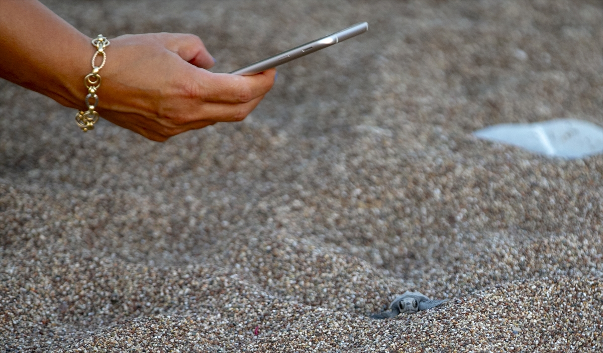 Yavruların zorlu yolculuklarına çok sayıda turist de eşlik etti. 