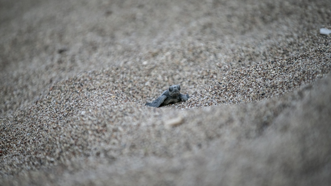 Kemer ilçesindeki Çıralı sahilinde yumurtalarından çıkan yavruların denizle buluşma süreçleri başladı.