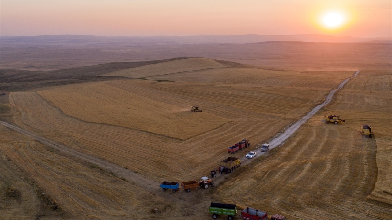Temmuz ayının ortalarında başlayıp ay sonuna kadar devam eden hasat çalışmaları, drone ile görüntülendi.