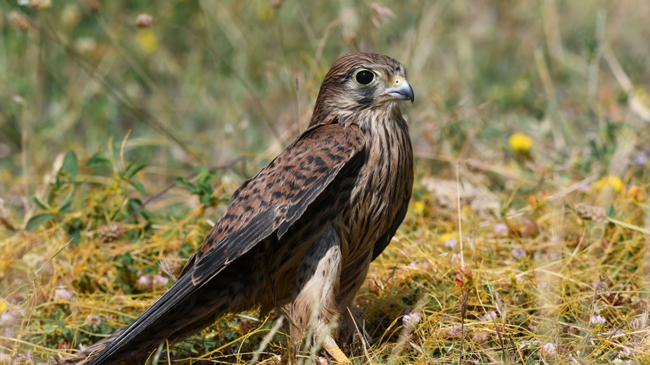 Vatandaşlar tarafından farklı tarihlerde yaralı ve bitkin bulunan 7 şahin, 6 kerkenez, 3 bıldırcın, 1 doğan ve 6 karganın Van Yüzüncü Yıl Üniversitesi Yaban Hayvanları Koruma ve Rehabilitasyon Merkezi`ndeki tedavileri tamamlandı.