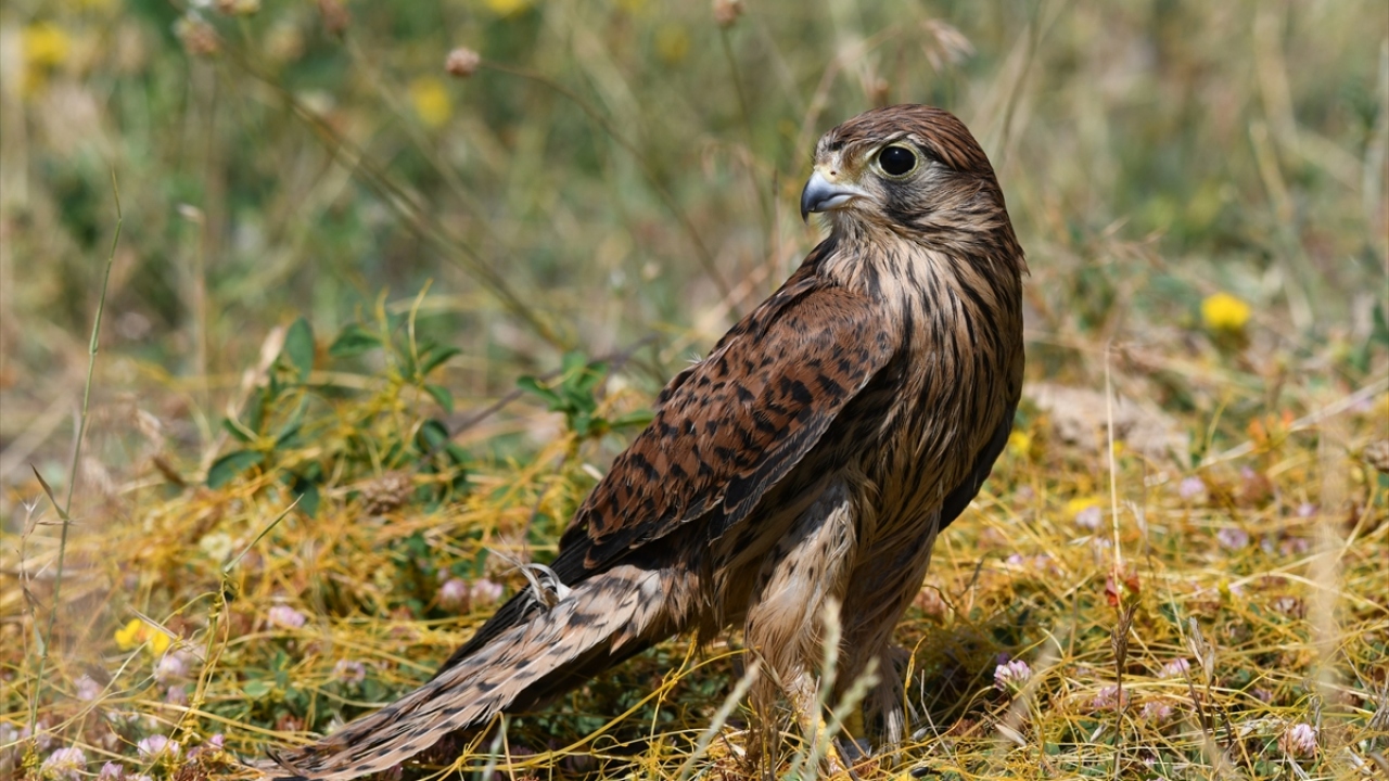 Kuşlar, Doğa Koruma ve Milli Parklar 14. Bölge Müdürü Mustafa Şentürk ve İl Jandarma Komutanlığı Çevre Koruma Timinin katılımıyla, doğal yaşam alanlarına bırakıldı. 