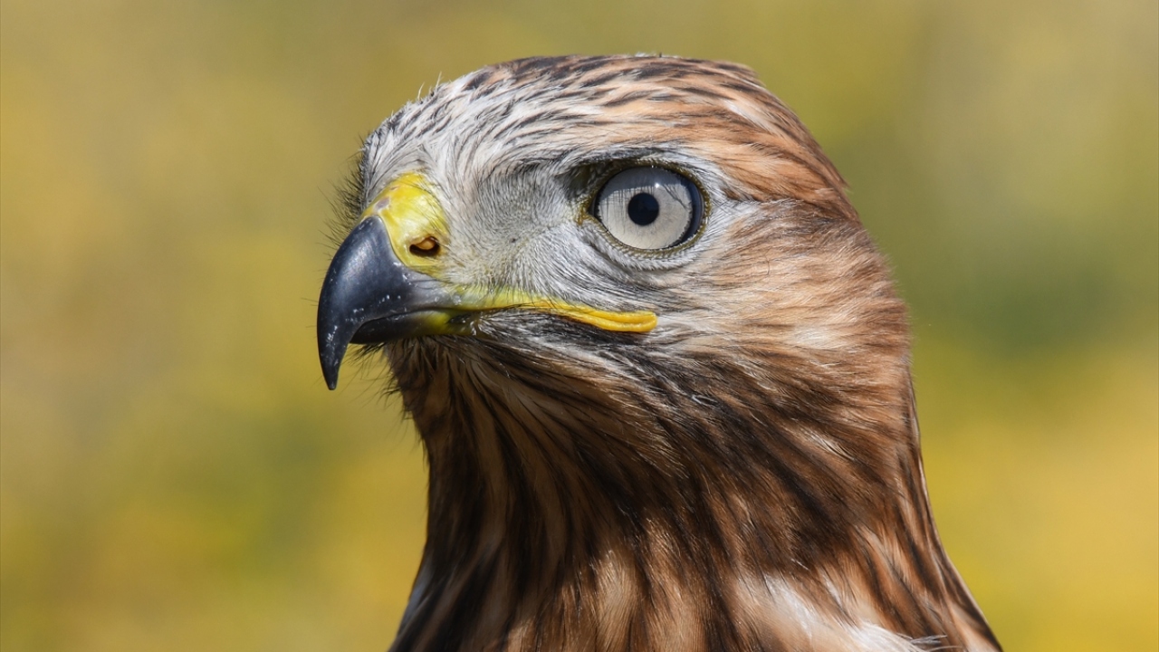 Aslan, "Bugün 23 kuşu doğaya bıraktık. Türkiye`de bir defada bu kadar sayıda yaban hayvan salımı oldu. Destek olan ailelere ve ekiplere çok teşekkür ederiz." dedi.