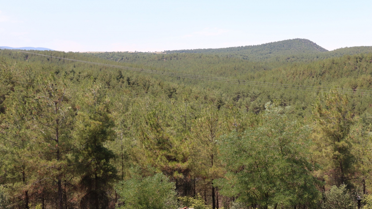 Yöre sakinleri ormana gözü gibi bakarken, kimsenin zarar vermemesi için de koruyor.