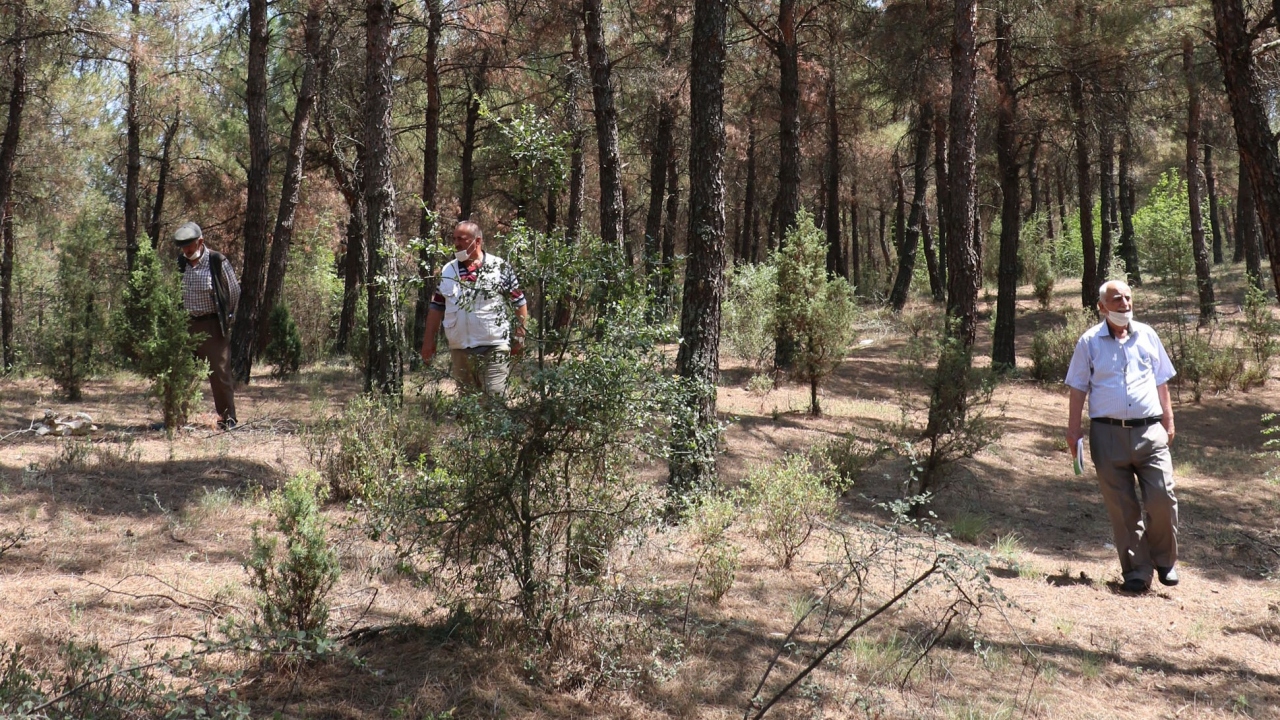 Yemyeşil bir orman haline geldi 