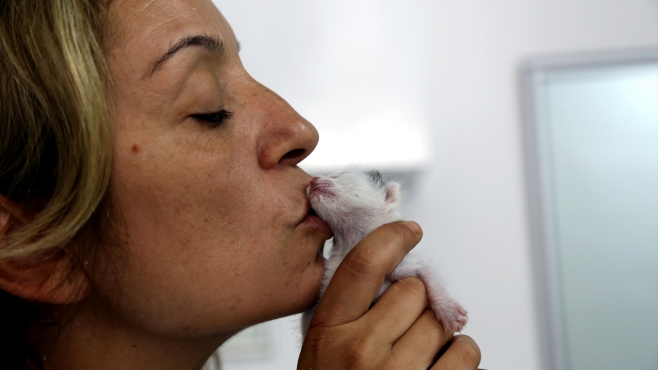Konteyneri kontrol eden Ateş, bir kutunun içinde kedi yavrusu olduğunu gördü. 