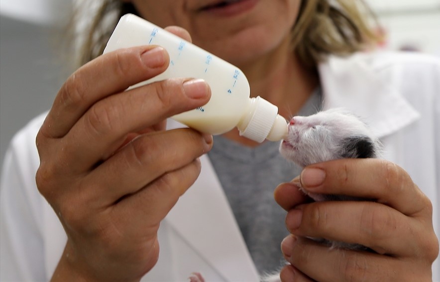 Ateş, kutudan çıkardığı yavruyu veterinere götürdü. Yapılan kontrolde henüz yeni doğduğu belirtilen kedinin, sağlık durumunun iyi olduğu bildirildi.