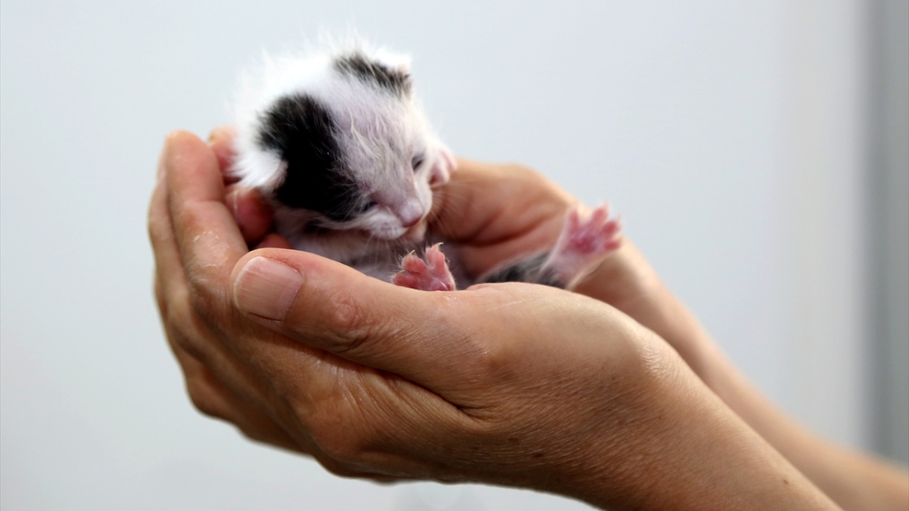 "Kader" ismini verdiği kedinin üzerine titreyen Ateş, onu hayatta tutmak için elinden geleni yapıyor.