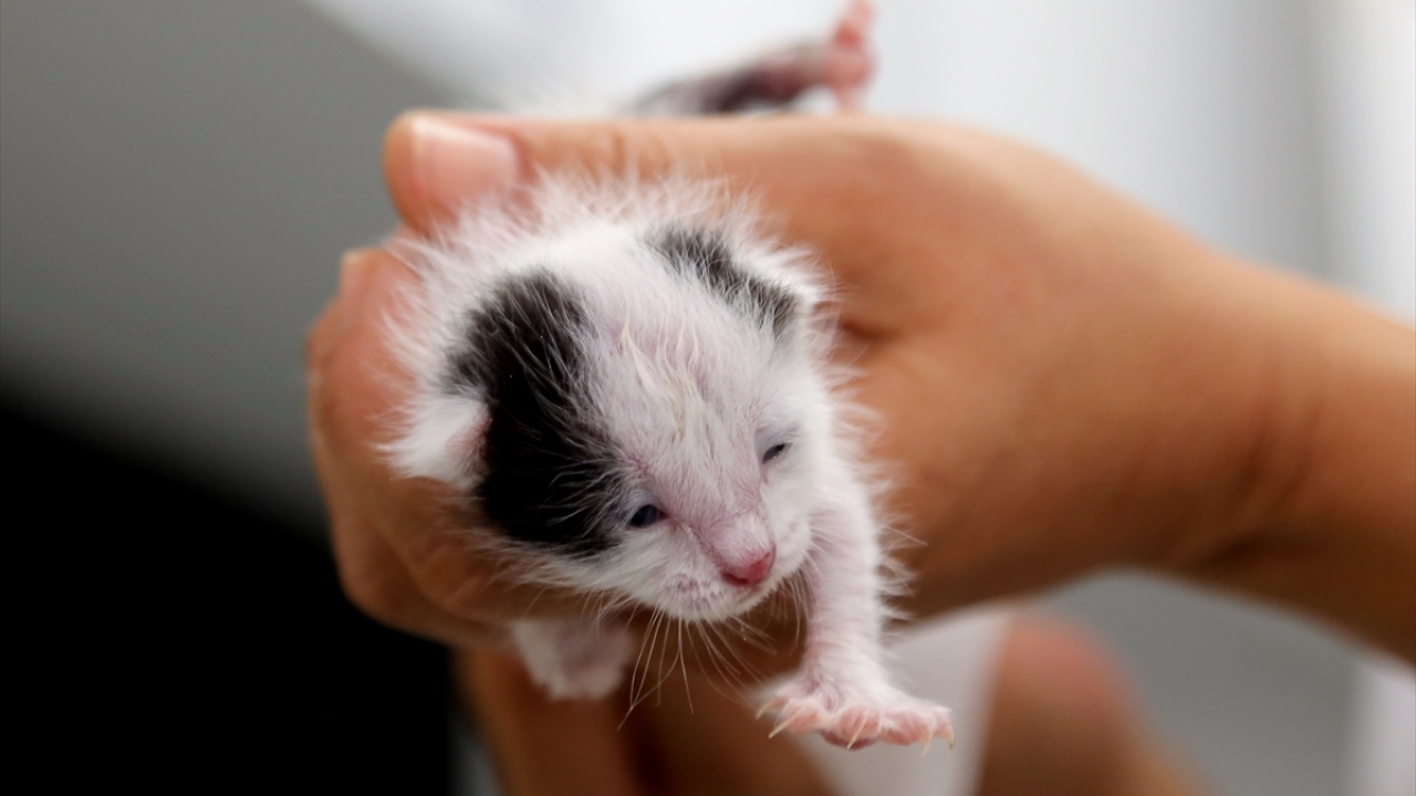 Hayvansever Ateş, bir kutunun içinde çöpe atılan kediye gördüğünde çok üzüldüğünü söyledi.