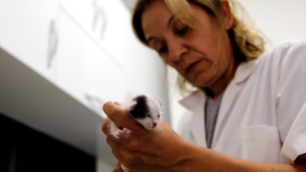 Kediyi ölmeden ya da başına bir şey gelmeden fark ettiği için mutlu olduğunu aktaran Ateş, dört gündür üzerine titrediği yavruyu herkesin çok sevdiğini dile getirdi.