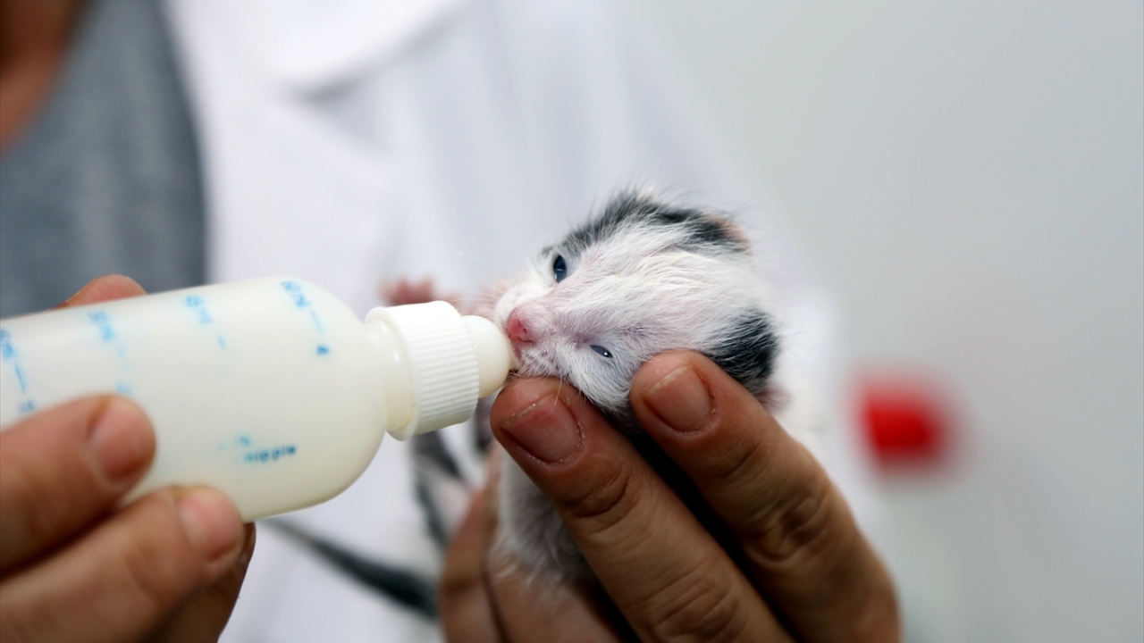 Şebnem Ateş, sürekli miyavlamasına dayanamadığı yavruyu iş yerine götürerek biberonla beslemeye başladı.