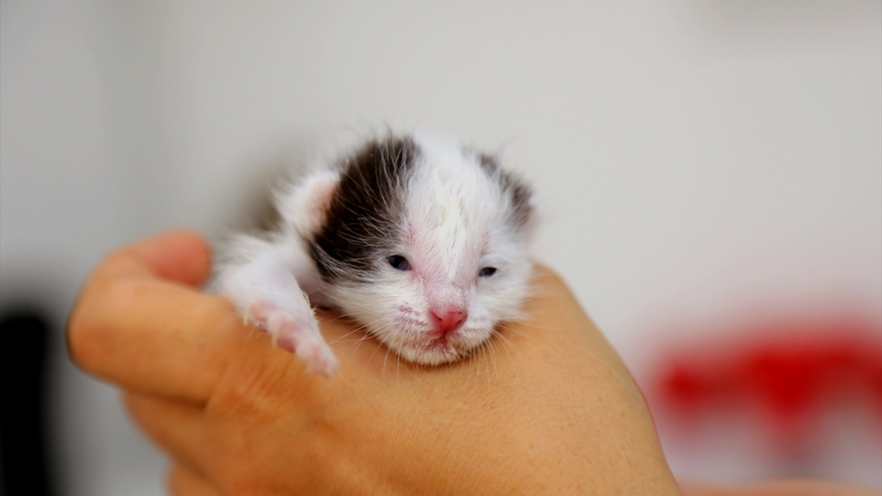 Kısa sürede iş yerinin maskotu haline gelen kedinin sağlık durumunun iyi olduğunu vurgulayan Ateş, şöyle konuştu: