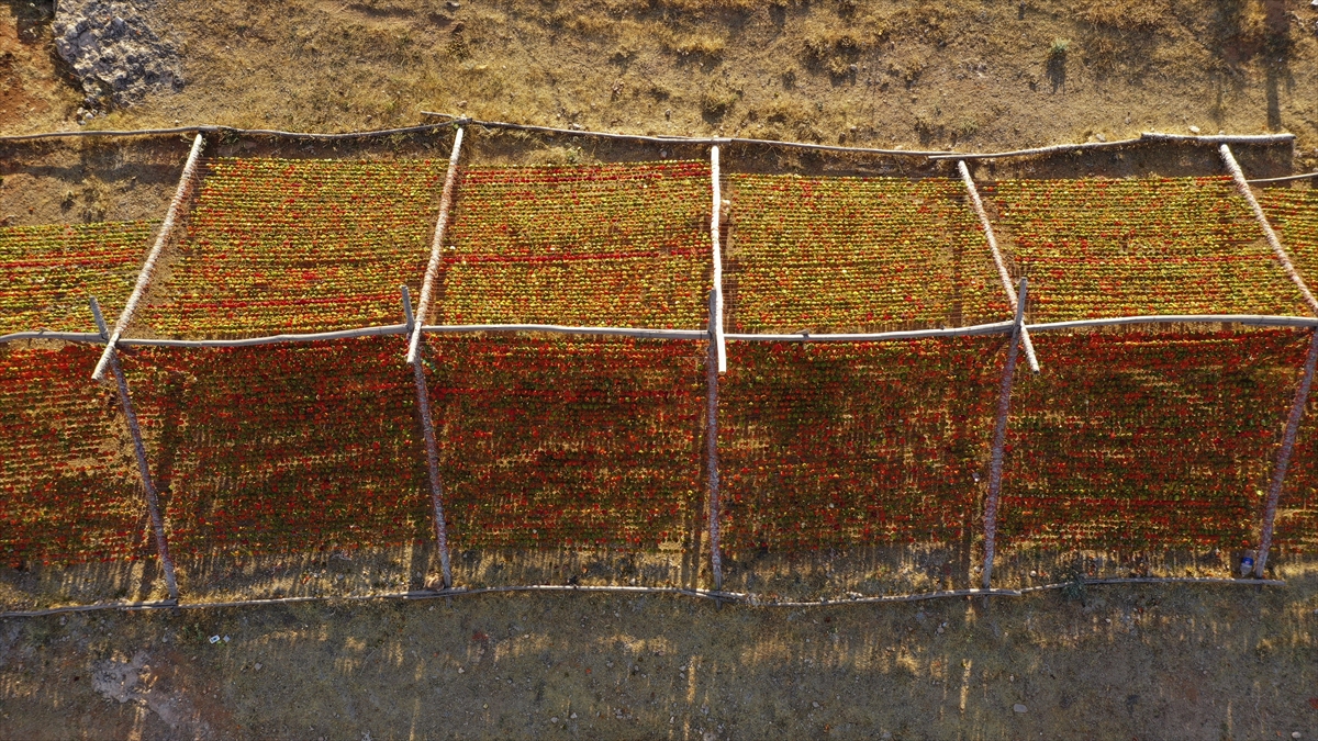 Kent mutfağının vazgeçilmez lezzetlerinde kuru dolmaların yapıldığı sebzeler, sofralara yoğun bir zahmetin sonunda ulaşıyor. 