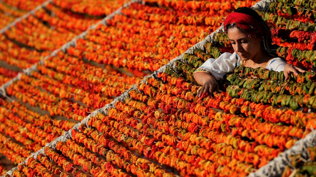 Gaziantep ve çevresinde tarlalardan toplanan biber, patlıcan, kabak ve acurların içleri, mahallelerde kadınlar tarafından temizlendikten sonra iğne aracılığıyla iplere diziliyor.