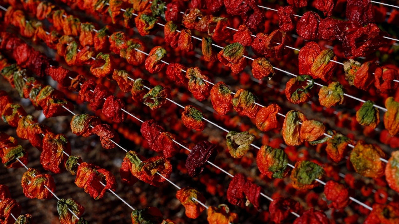 Bir süre suda bekletilen sebzeler, daha sonra kentin yüksek yerlerinde özel olarak oluşturulan alanlara taşınıyor.