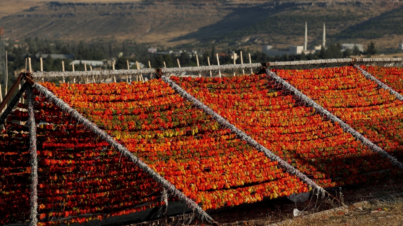 İşçilerden Hacı Mehmet Kaya ise kurutmalık sezonunun temmuz ayında başladığını ve kasım ayına kadar devam ettiğini söyledi. 