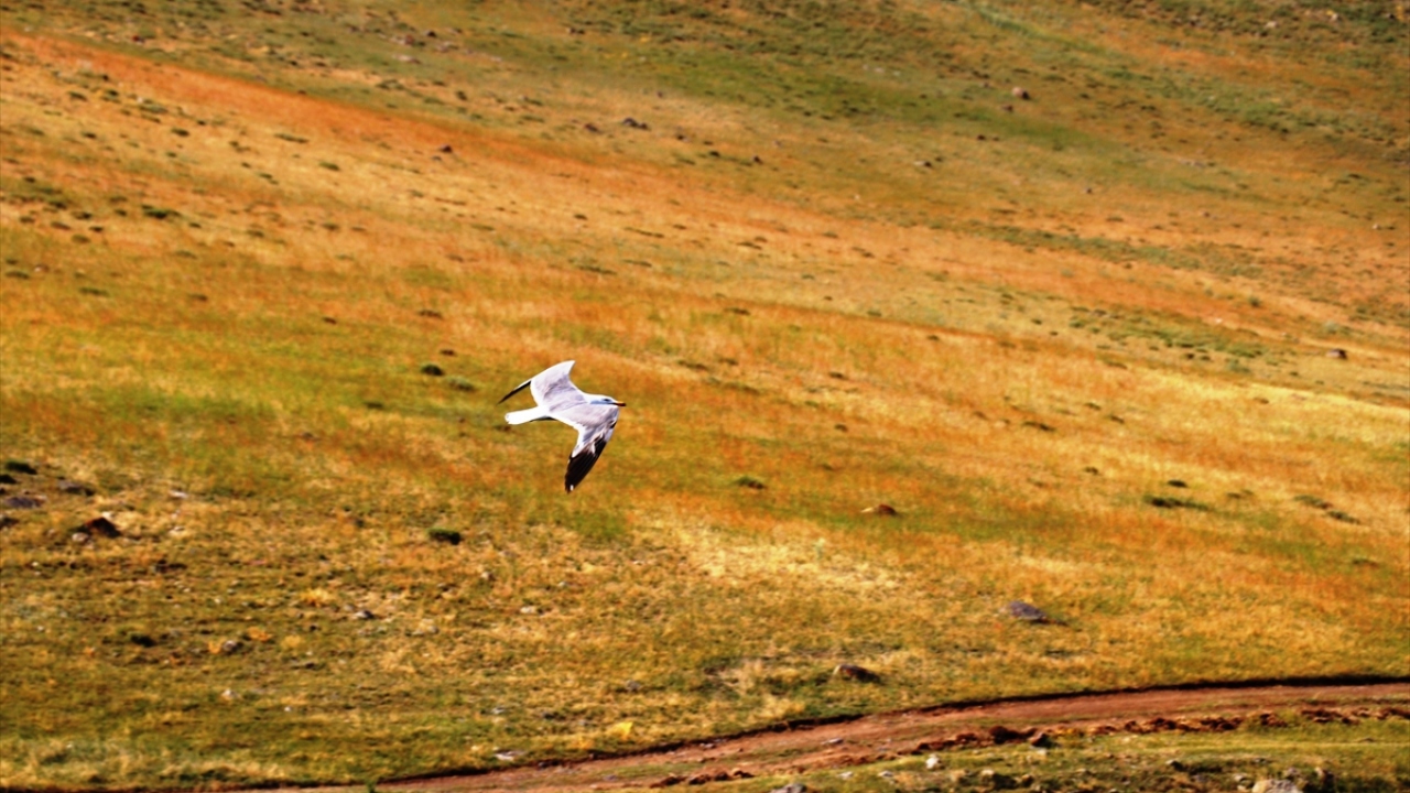 Ağrı`nın Taşlıçay ilçesine 28 kilometre uzaklıkta bulunan ve 2 bin 241 rakımdaki Balık Gölü, yaz aylarında birçok göçmen kuşa ev sahipliği yapıyor. 