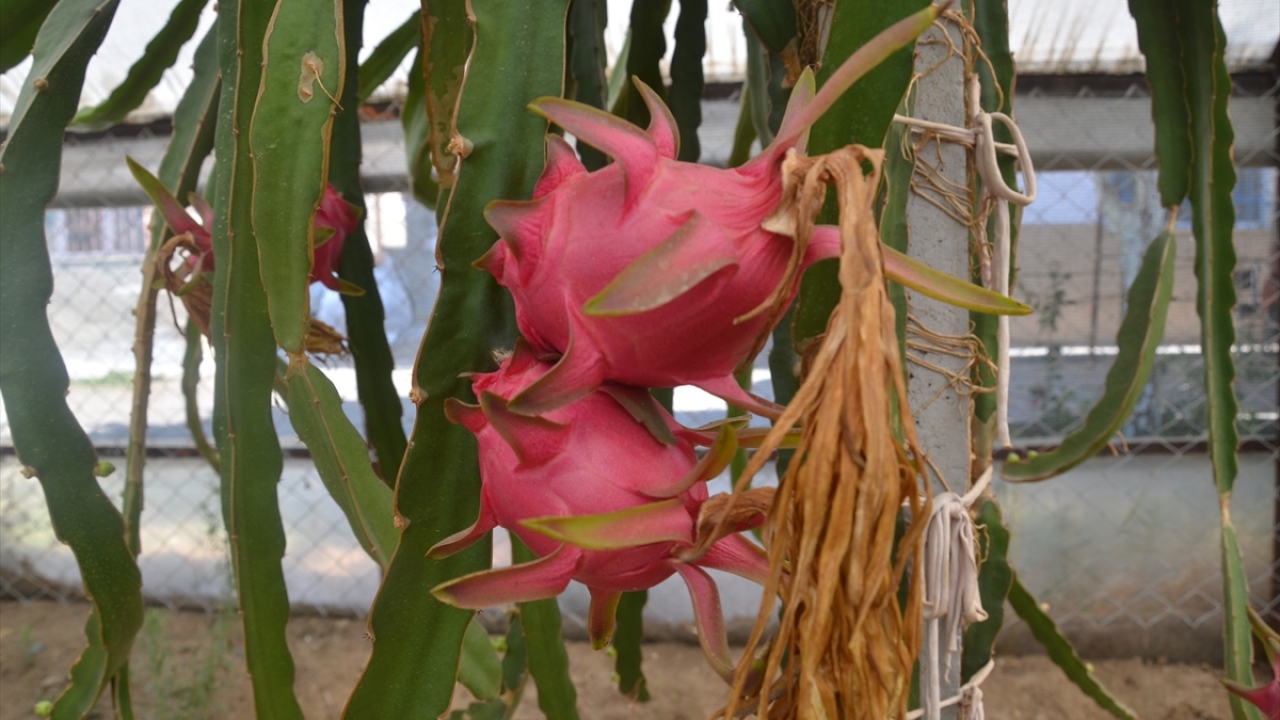 İncirliova ilçesine bağlı Gerenkova Mahallesi`nde yaşayan Övünç Yorbik, Tayland`da çalışırken gördüğü ejder meyvesini, 3 yıl önce yetiştirmeye karar verdi.